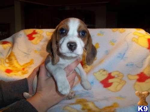 Beagle Puppies